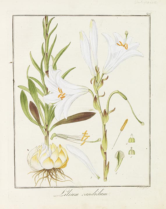 Friedrich Gottlob Hayne - Getreue Darstellung und Beschreibung der ... Gewächse - Weitere Abbildung