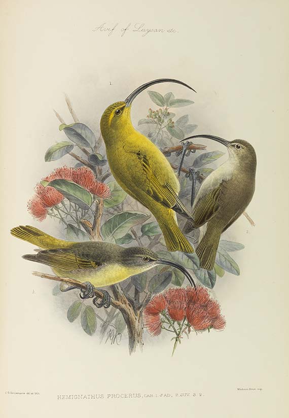 Lionel Walter Rothschild - The Avifauna of Laysan and the Neighbouring Islands