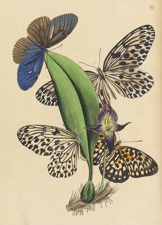 John Obadjah Westwood - The Cabinet of Oriental Entomology