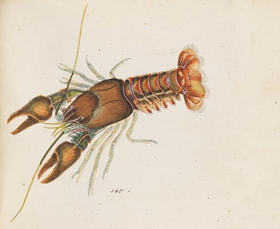 Georg Wolfgang Franz Panzer - Faunae insectorum Germanicae Initia. 190 Hefte und Index in 51 Bänden. - Weitere Abbildung