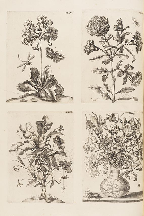 Maria Sibylla Merian - De Europische Insecten. Angebunden: Surinaamsche Insecten - Weitere Abbildung