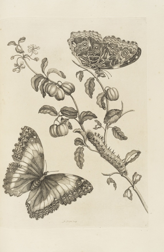 Maria Sibylla Merian - De Europische Insecten. Angebunden: Surinaamsche Insecten