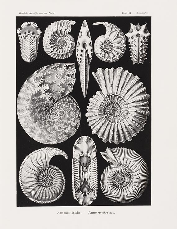 Ernst Haeckel - Kunstformen der Natur. 2 Kassetten - Weitere Abbildung