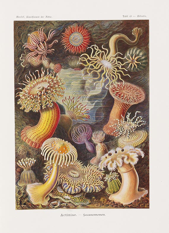 Ernst Haeckel - Kunstformen der Natur. 2 Kassetten - Weitere Abbildung