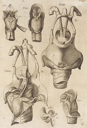 Girolamo Fabrici d’Acquapendente - De visione, voce, auditu - Weitere Abbildung