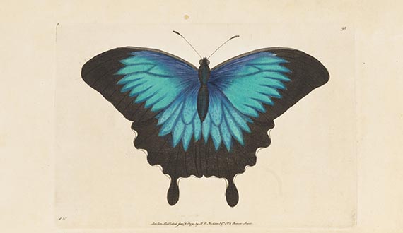 George Shaw - Vivarium naturae ... The naturalist´s miscellany - Weitere Abbildung