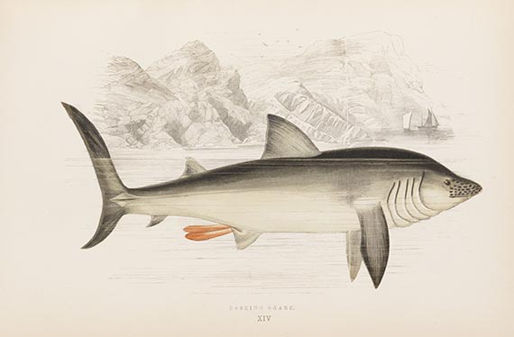   - Konvolut Zoologie / Naturgeschichte, 21 Bände