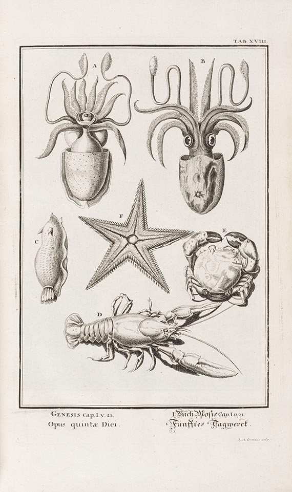 Johann Jakob Scheuchzer - Physica Sacra - Weitere Abbildung