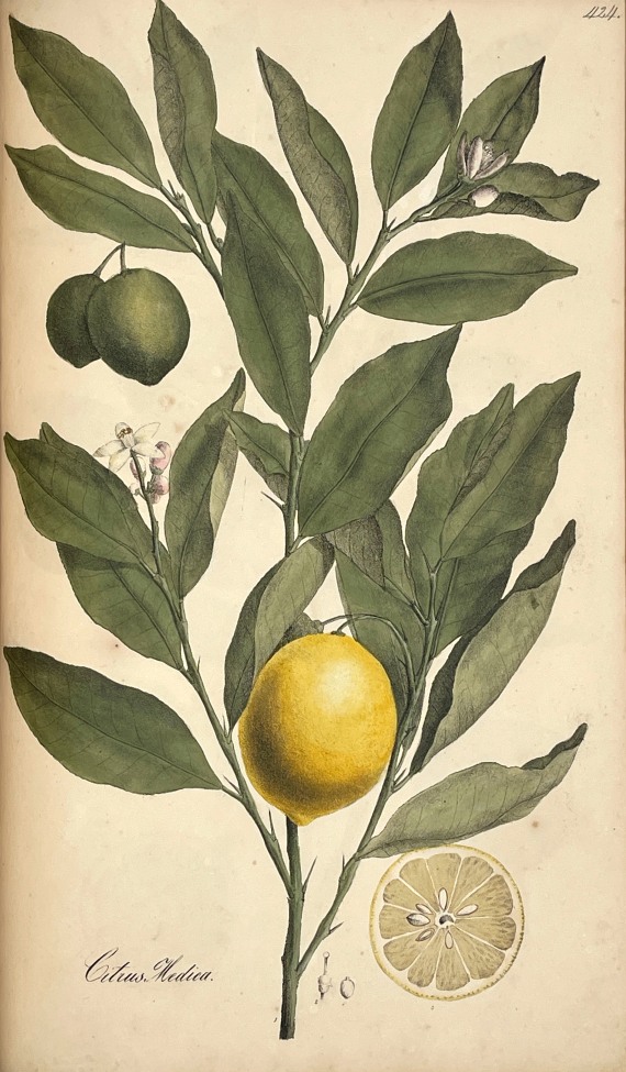 Theodor Friedrich Ludwig Nees von Esenbeck - Plantae officinales. 3 Bände - Weitere Abbildung