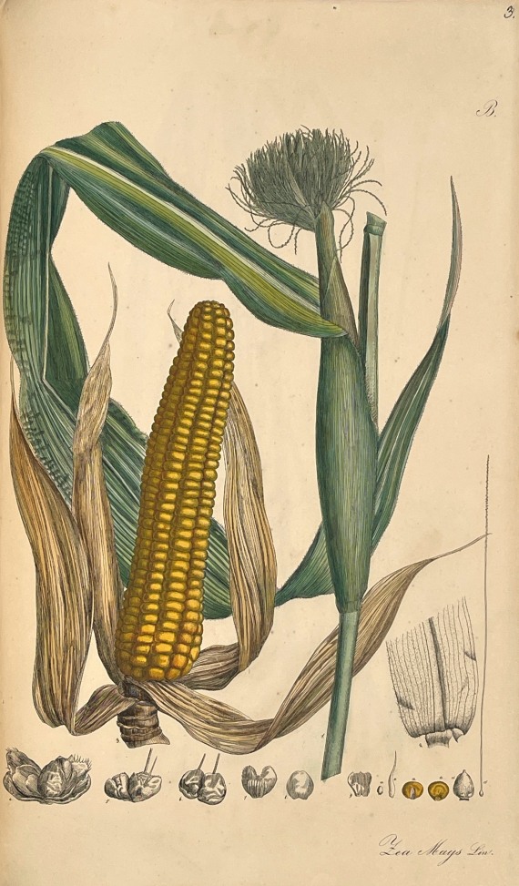 Theodor Friedrich Ludwig Nees von Esenbeck - Plantae officinales. 3 Bände - Weitere Abbildung