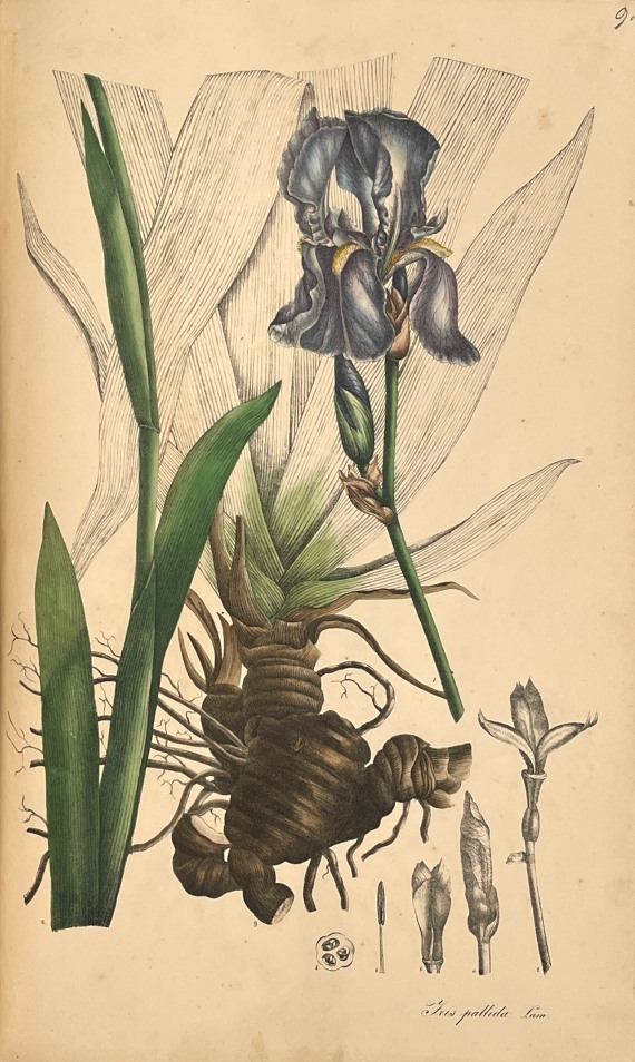 Theodor Friedrich Ludwig Nees von Esenbeck - Plantae officinales. 3 Bände - Weitere Abbildung