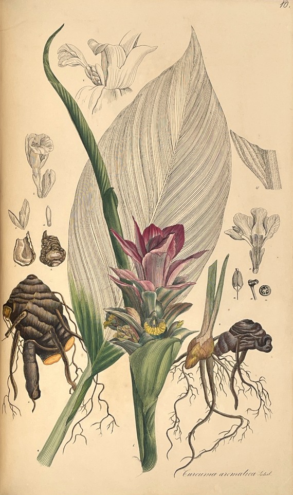 Theodor Friedrich Ludwig Nees von Esenbeck - Plantae officinales. 3 Bände - Weitere Abbildung