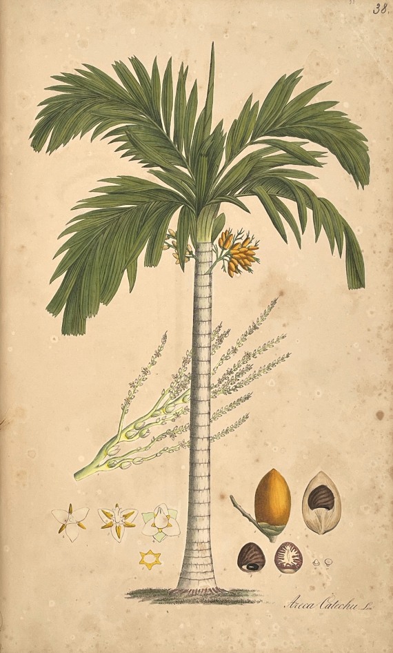 Theodor Friedrich Ludwig Nees von Esenbeck - Plantae officinales. 3 Bände - Weitere Abbildung