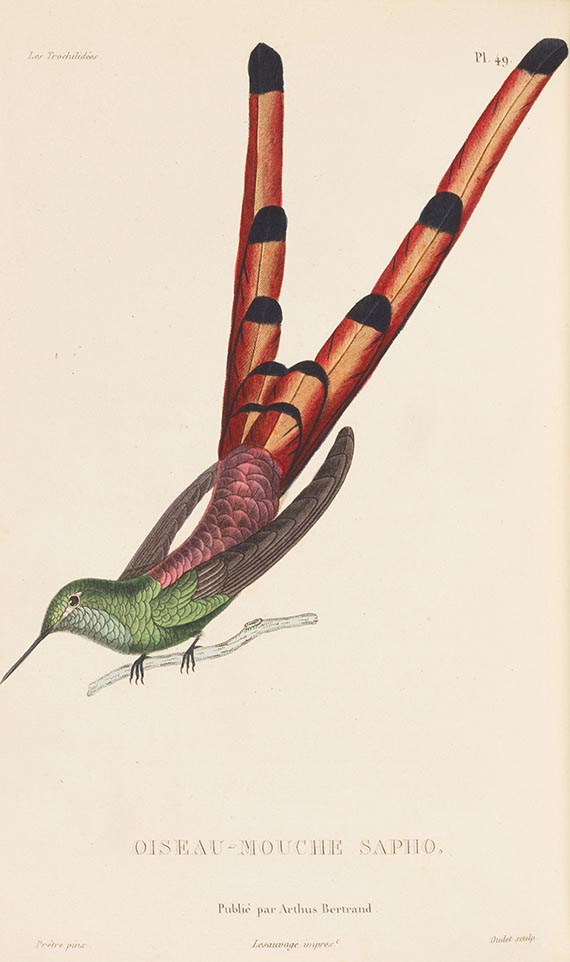 Réne Primevère Lesson - Histoire naturelle des colibris, suivie d'un supplement (&) Les trochilidées. 2 Werke - Weitere Abbildung
