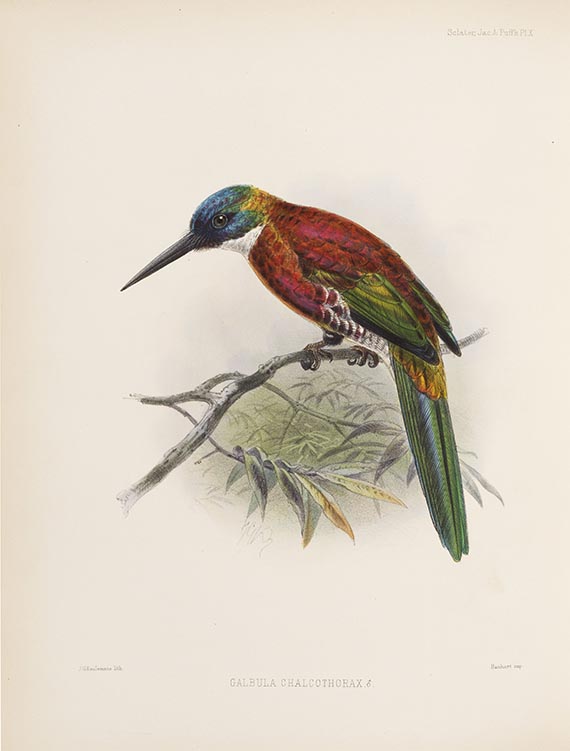 Philip Lutley Sclater - A monograph of the Jacamars and Puff-Birds