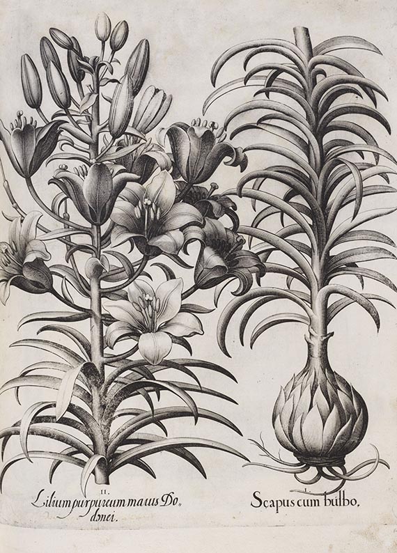 Basilius Besler - Hortus Eystettensis. Verlagseinband - Weitere Abbildung