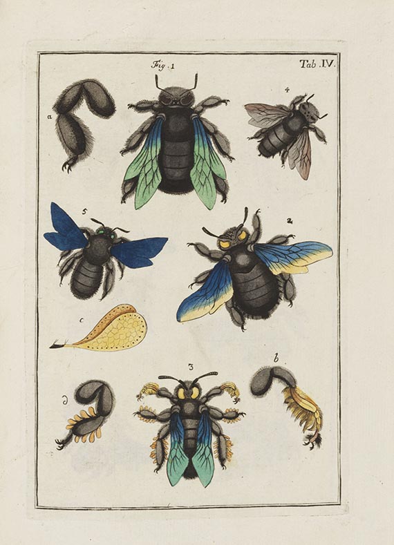 Johann Ludwig Christ - Naturgeschichte, Klassification und Nomenclatur der Insekten - Weitere Abbildung