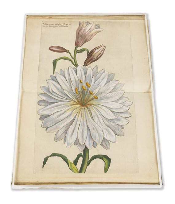 Johannes Theodor de Bry - Florilegium novum ... New Blumbuch - Weitere Abbildung