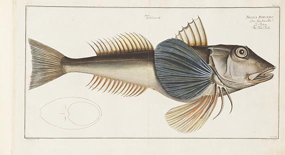 Marcus Elieser Bloch - Oeconomische Naturgeschichte der Fische Deutschlands