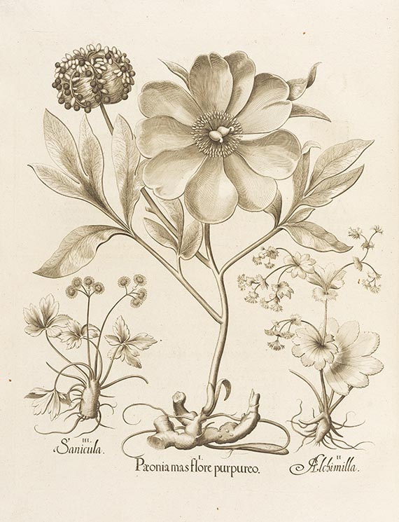 Basilius Besler - Hortus Eystettensis. 2 Bände - Weitere Abbildung