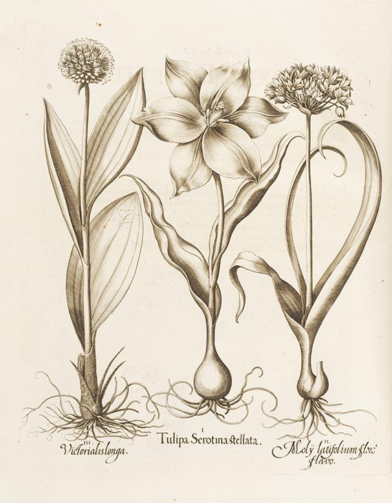 Basilius Besler - Hortus Eystettensis. 2 Bände - Weitere Abbildung