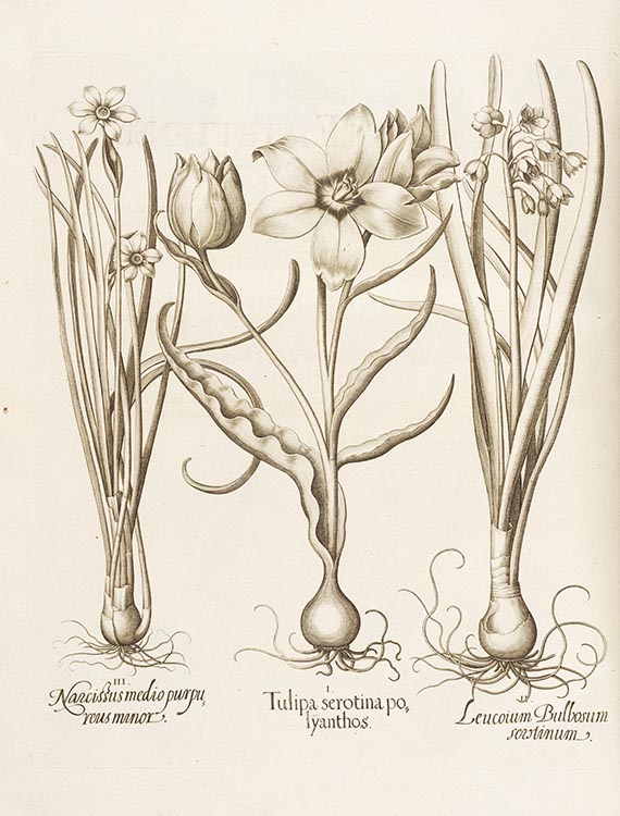 Basilius Besler - Hortus Eystettensis. 2 Bände - Weitere Abbildung