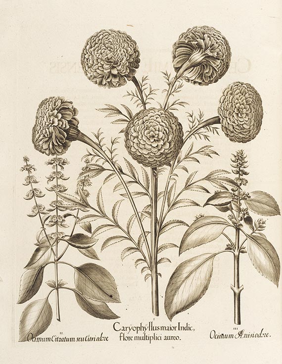 Basilius Besler - Hortus Eystettensis. 2 Bände - Weitere Abbildung